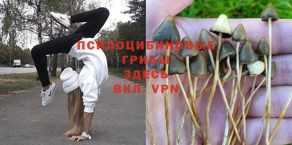 прущие грибы Зерноград